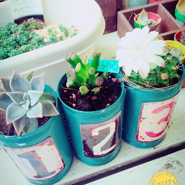 zu_kkyyさんの実例写真