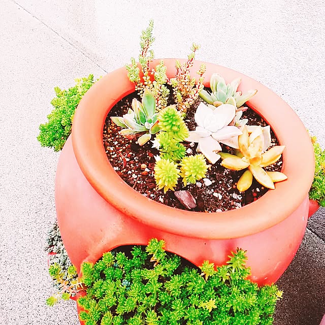 玄関/入り口/茶色が好き/グリーンのある暮らし/多肉植物寄せ植え/成長中...などのインテリア実例 - 2017-07-19 08:07:54