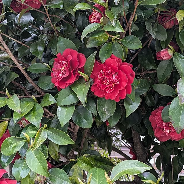 minnieさんの部屋