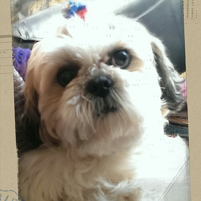 tibiさんの実例写真