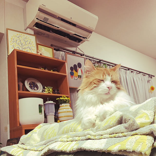uchidaizuさんの実例写真