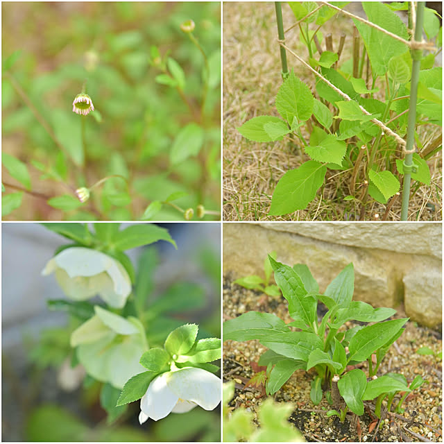 mikigumaさんの部屋