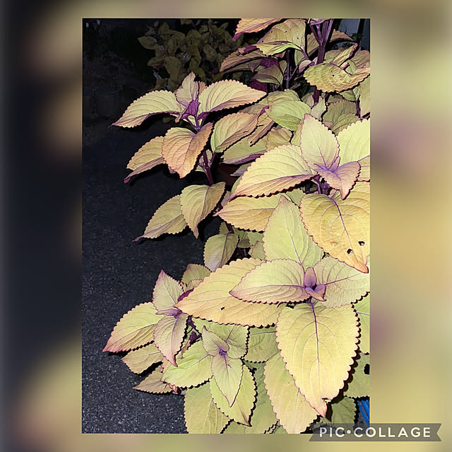 buchiさんの実例写真