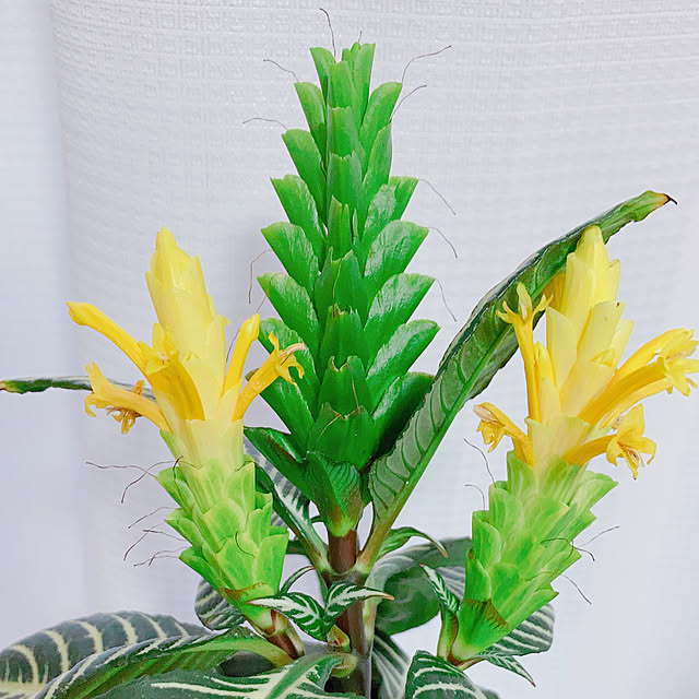 Hanakaさんの部屋