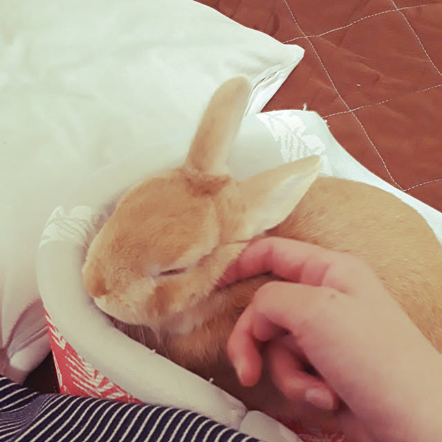 aiさんの実例写真