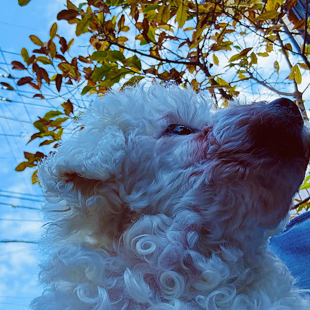 chacoさんの部屋