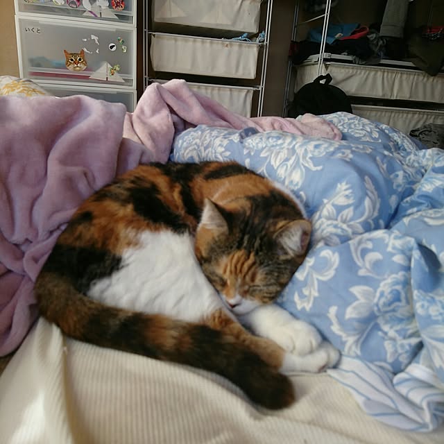 yukieさんの実例写真