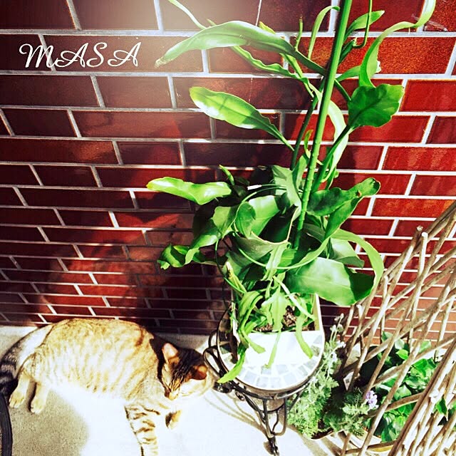 MASAさんの実例写真
