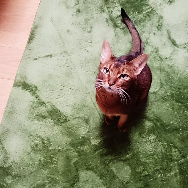 gruenさんの実例写真