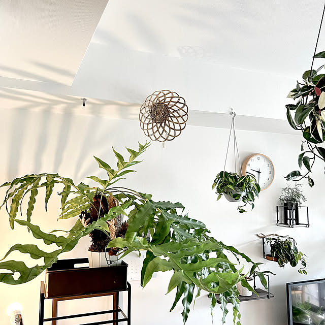 haraさんの実例写真