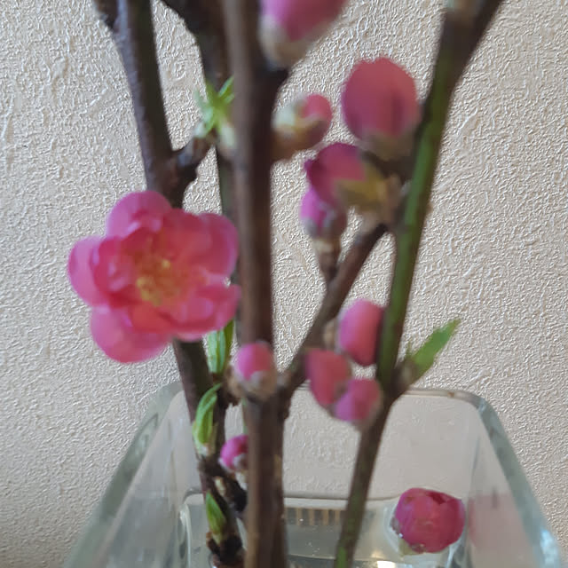 medakaさんの実例写真