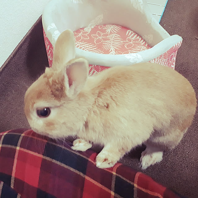 aiさんの実例写真