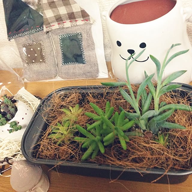 棚/ダイソー/多肉植物のインテリア実例 - 2014-04-29 20:46:50
