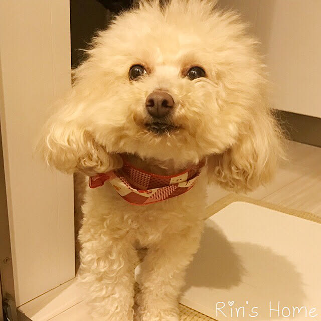 Rinさんの実例写真