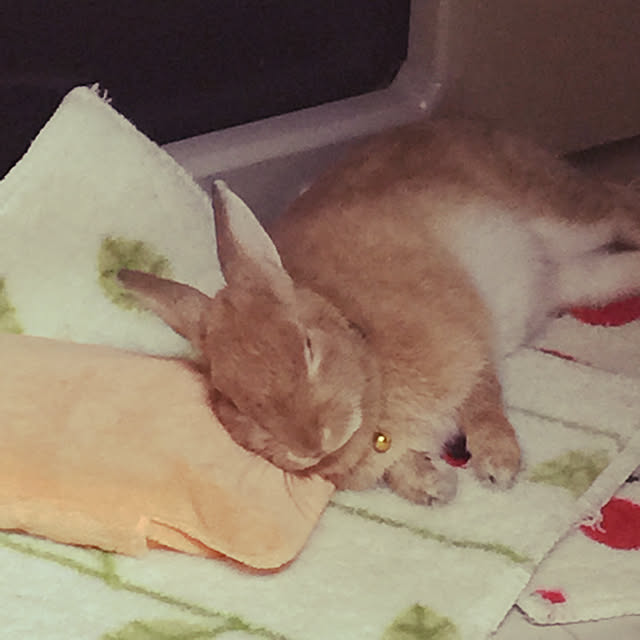 Yasuyukiさんの実例写真