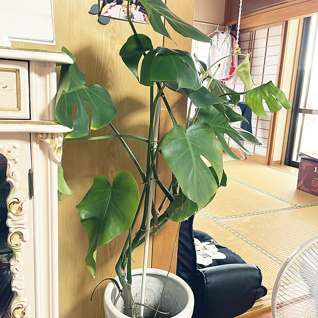 観葉植物/リビングのインテリア実例 - 2021-07-05 13:27:34