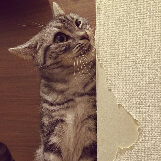 mikomaruさんの実例写真