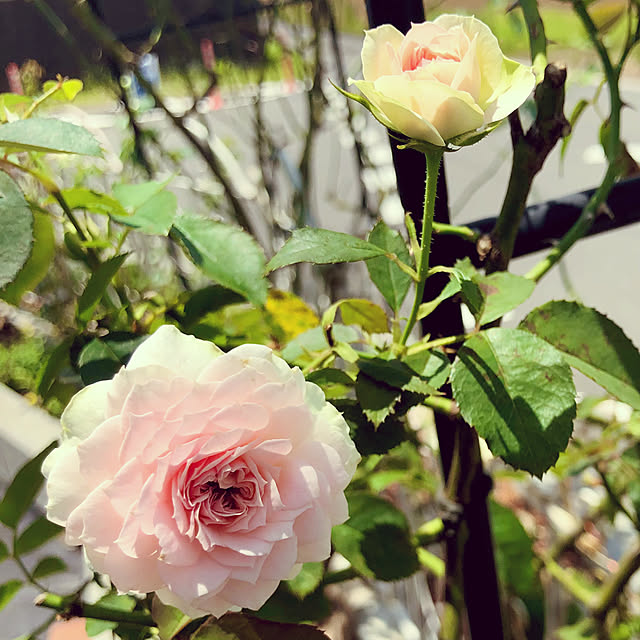 tomoさんの部屋