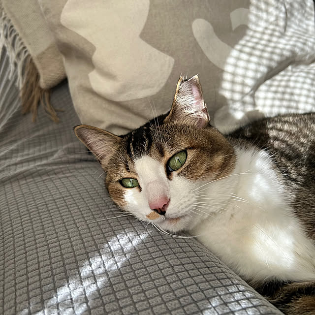 nekomiさんの部屋