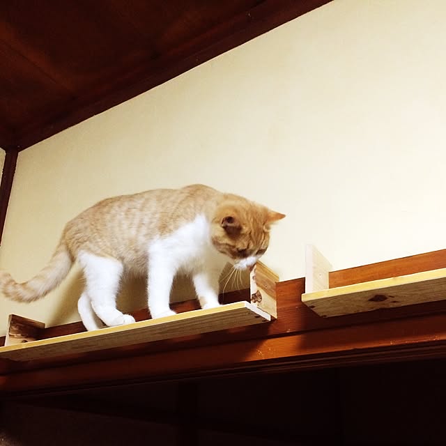 syokoさんの実例写真