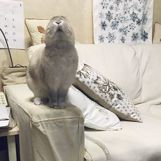 yokomokoさんの実例写真