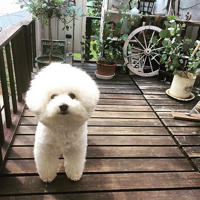 happy_bridgeさんの実例写真