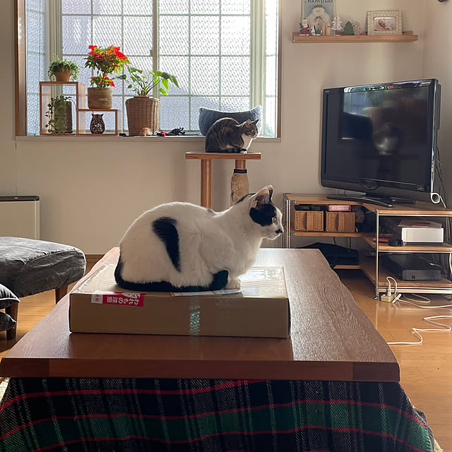 nobikoさんの部屋