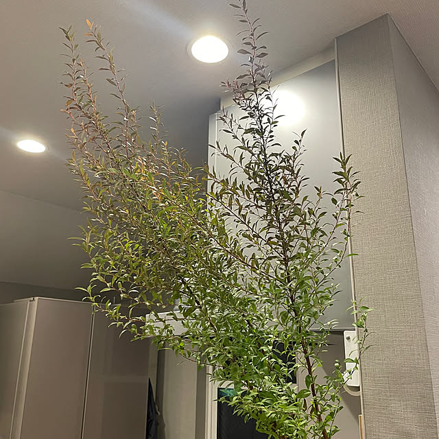ikuzakさんの部屋