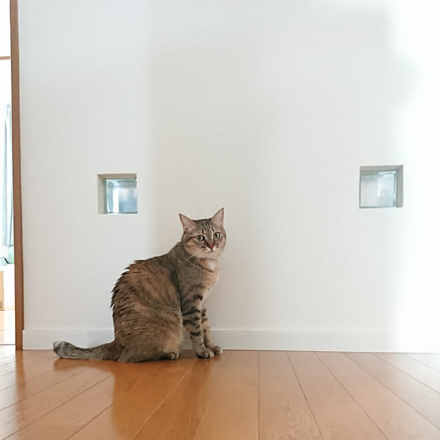 maikyさんの実例写真