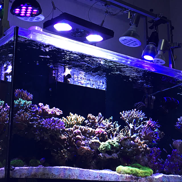 aquarium_seaさんの実例写真