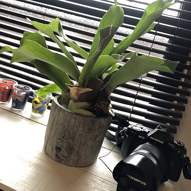Erikaさんの実例写真