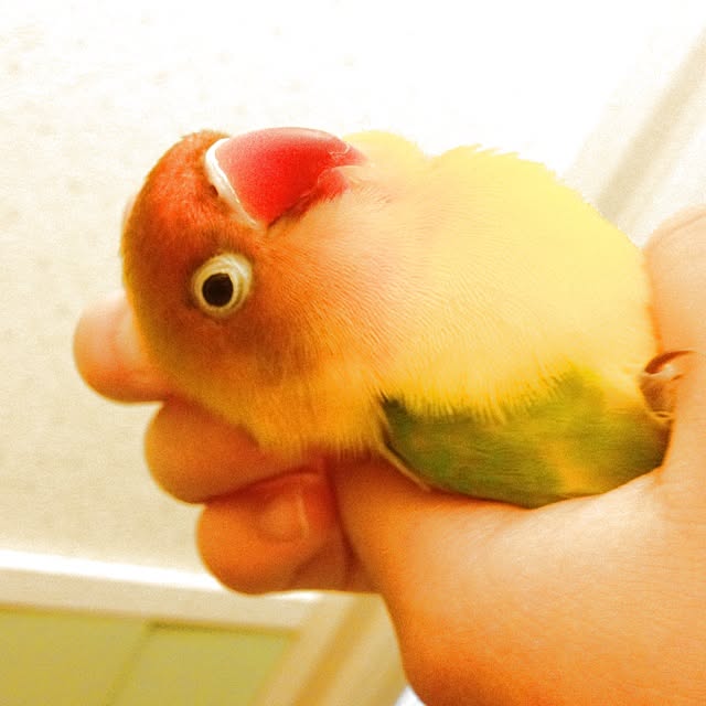 rima29さんの実例写真
