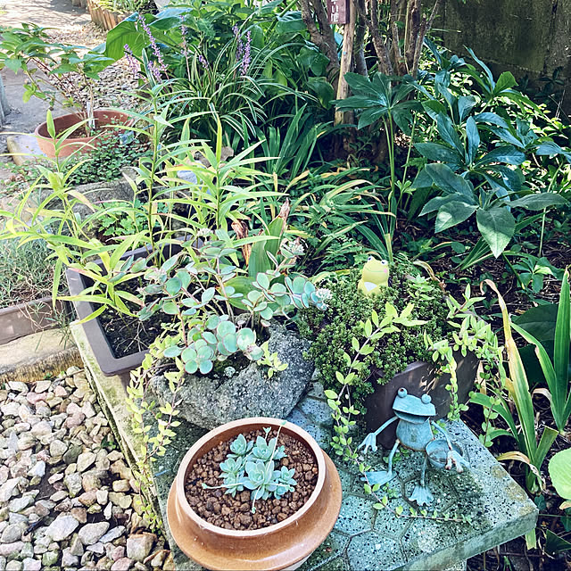 多肉植物初心者/RCの出会いに感謝♡/見てくれてありがとう♡/宿根草/植物のある暮らし...などのインテリア実例 - 2022-09-26 10:18:17