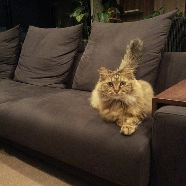 noriさんの実例写真