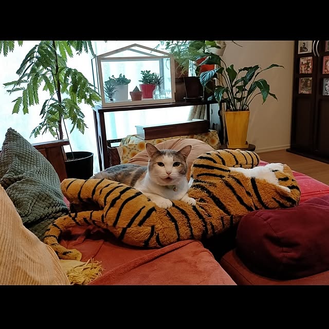 funnyfaceさんの実例写真