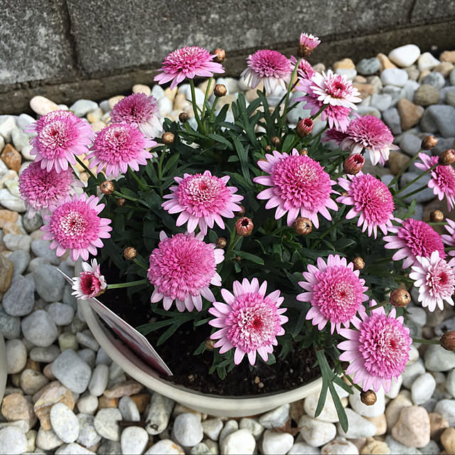 semiさんの実例写真