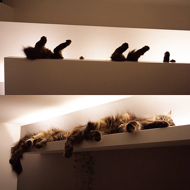 theo_nazcaさんの実例写真