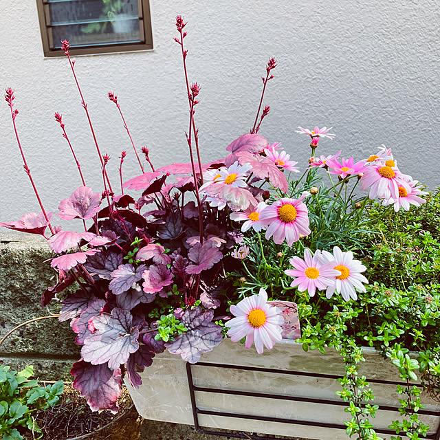 mimichankさんの実例写真
