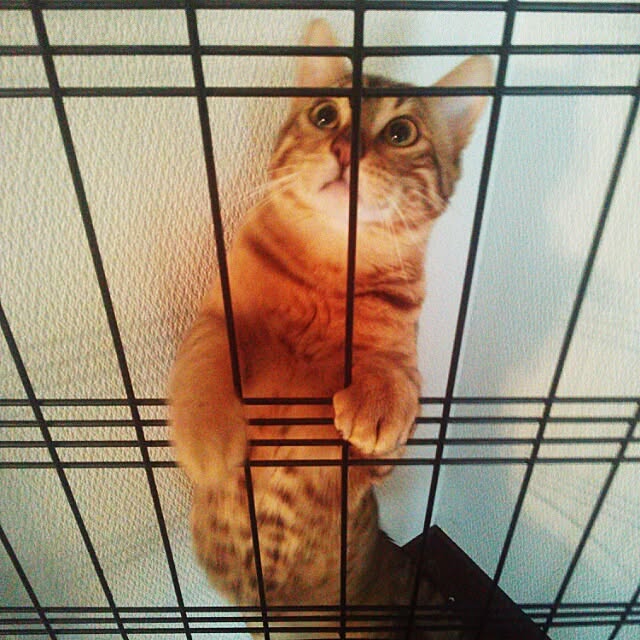 Rabbitさんの実例写真
