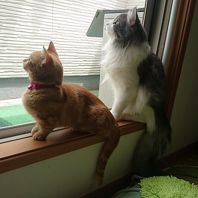 shinobuさんの実例写真