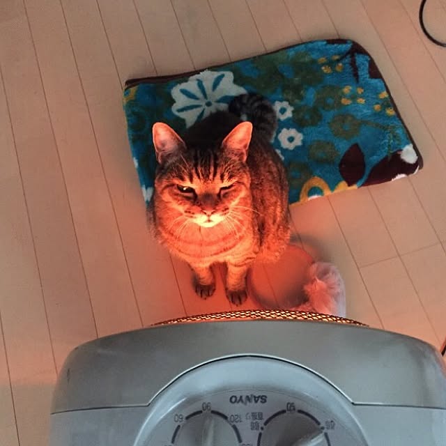Shihoさんの実例写真