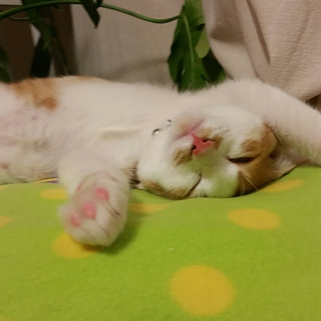 Kozueさんの実例写真