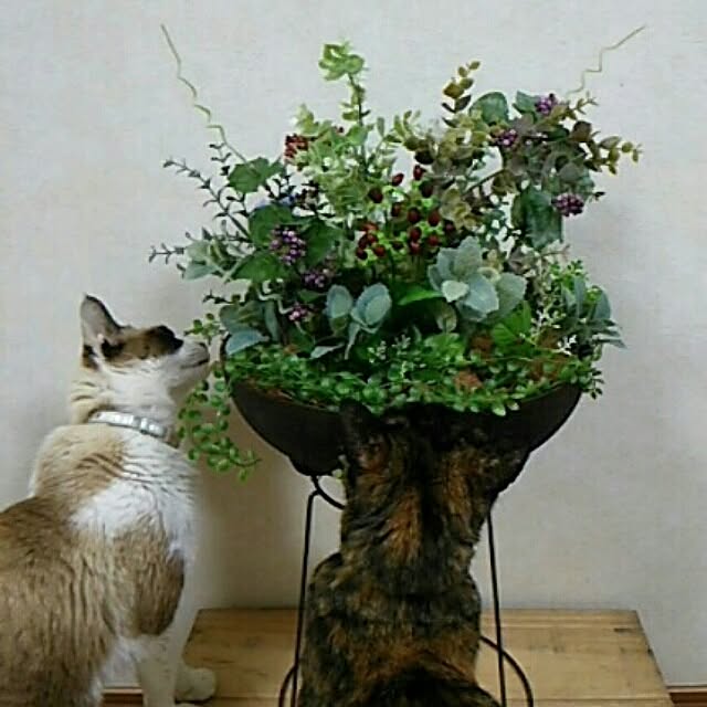 DS250さんの実例写真