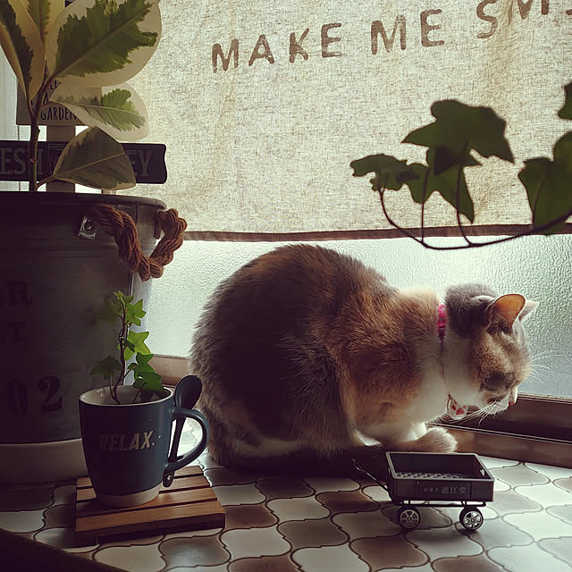 fukuさんの実例写真