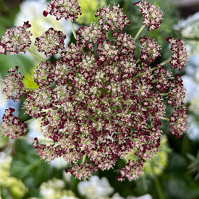 ブラックレースフラワー/ガーデン雑貨/いつも見てくださって、感謝です♡/紫陽花/４枚投稿です♡...などのインテリア実例 - 2023-06-19 14:00:08