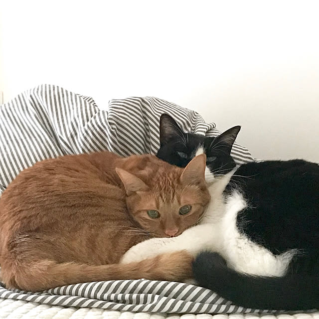 pooさんの実例写真