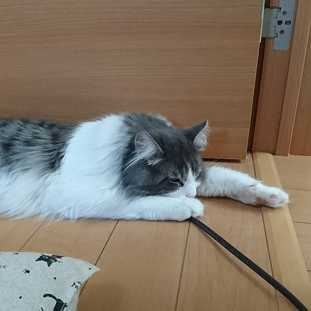shinobuさんの実例写真