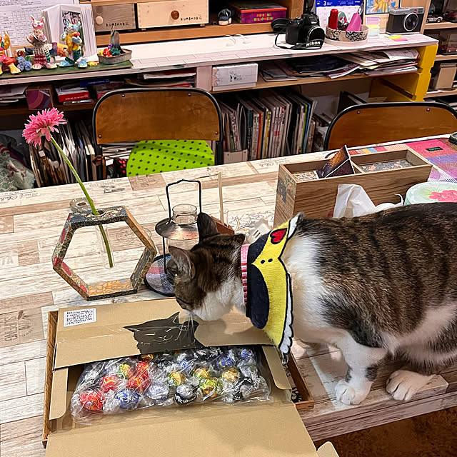 jijiさんの実例写真