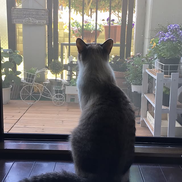 momoさんの実例写真