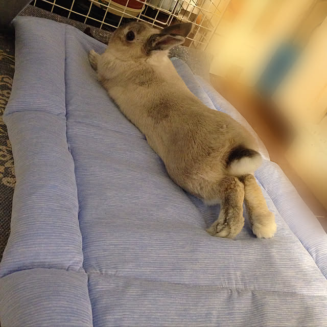 yokomokoさんの実例写真